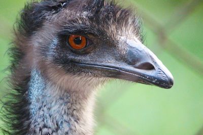 Close-up of a bird looking away