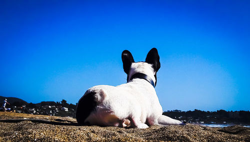 Close-up of dog against blue sky