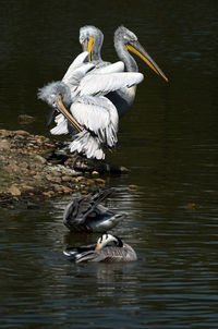 Pelican swimming in lake