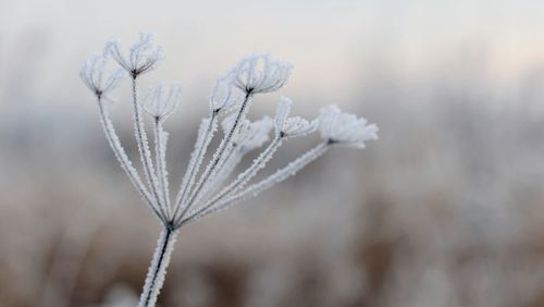 Close-up of wilted plant during winter