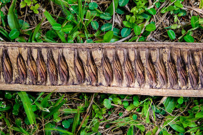 Close-up of wood on field