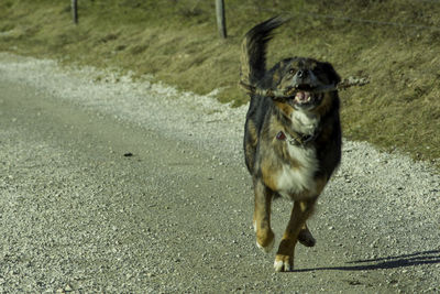 Dog on dirt road