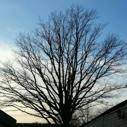 Low angle view of bare trees against blue sky