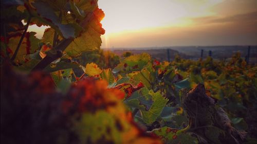 Close-up of fresh green plants against sky during sunset