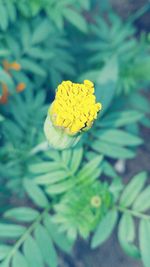 Close-up of yellow flower