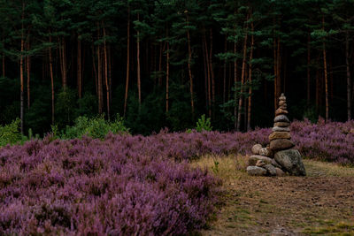 View of purple flower trees in forest