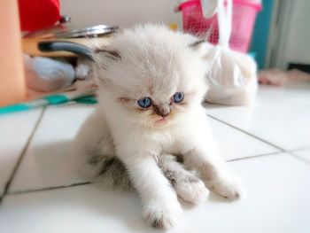 Close-up of a cat lying down on floor