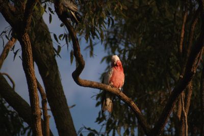 Low angle view of bird perching on tree