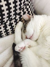 Close-up of cat sleeping