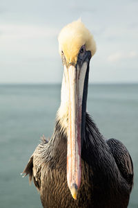 Close-up of pelican against sea