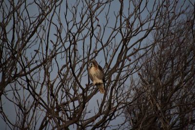 Low angle view of bird perching on tree during winter