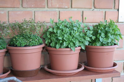 Potted plants