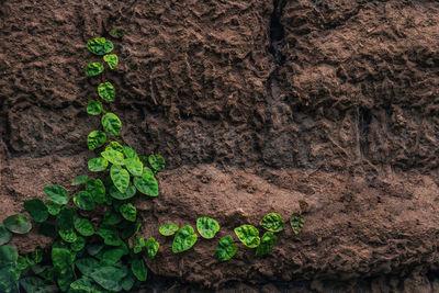 Close-up of plants growing on rock