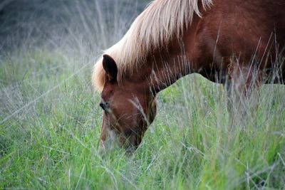 Close-up of a horse on field