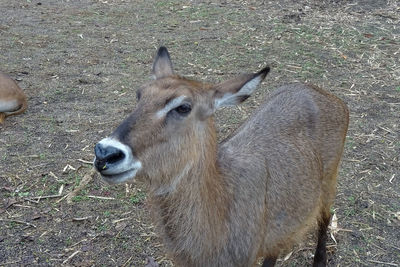 View of deer on field