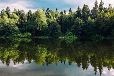 Reflection of trees in calm lake