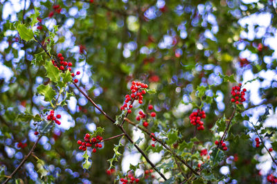 Low angle view of red berries on tree