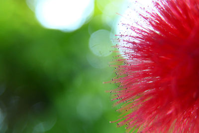 Close-up of red flower