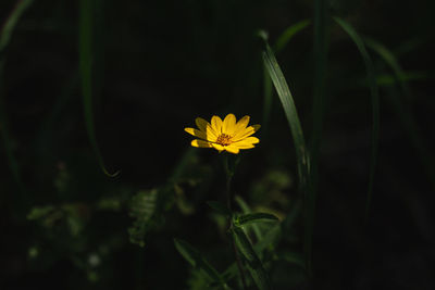 Close-up of yellow flowering plant on field