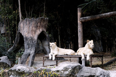 White lions sitting on rock against trees