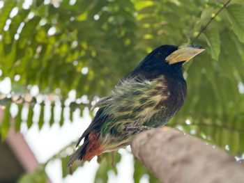 Close-up of bird perching on branch