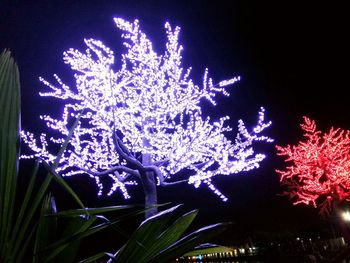 Low angle view of illuminated tree