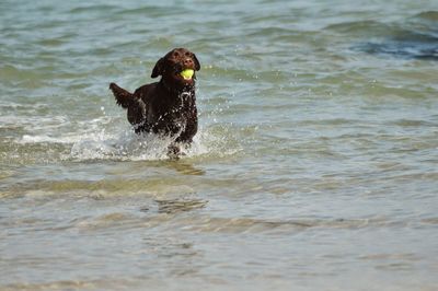 Dog playing with ball in water