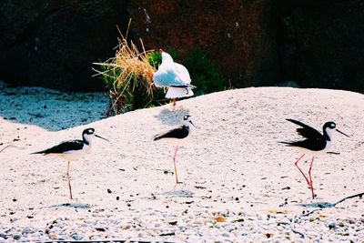 View of birds on lakeshore