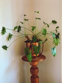 plant