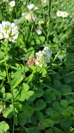 Close-up of bee on flower