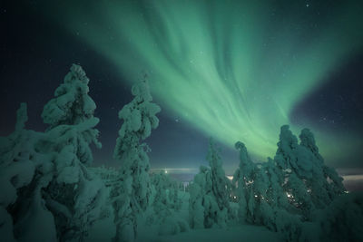 Snow covered trees against aurora borealis at night