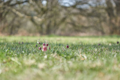 Close-up of flowering plant on field