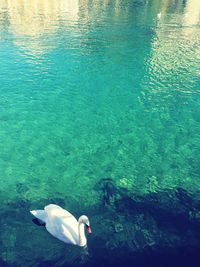 Bird swimming in water