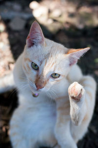 Close-up portrait of cat