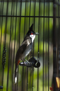 Bird perching on a feeder