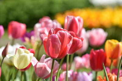 Close-up of pink tulips