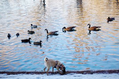 Ducks swimming in lake