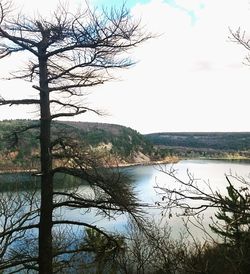 Bare trees by lake