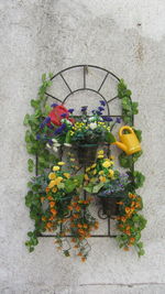 Potted plants on wall