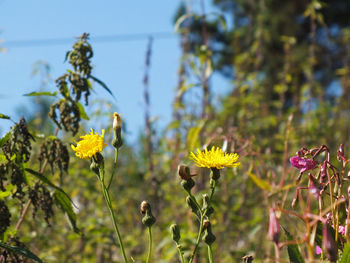 Close-up of yellow flowers blooming in field