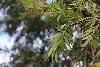 Close-up of pine tree branch