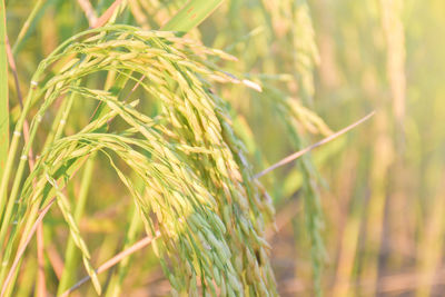 Close-up of wheat growing on field