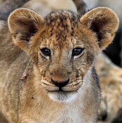 Close-up portrait of lion