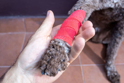 Cropped hand of woman holding dog