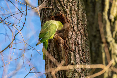 Low angle view of bird perching on tree