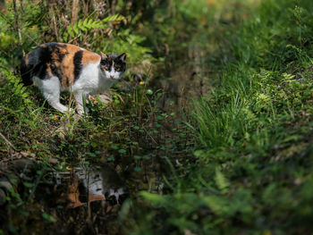 A calico cat is standing by the river.
