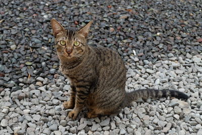 Portrait of cat sitting on pebbles