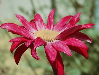 Close-up of pink flower