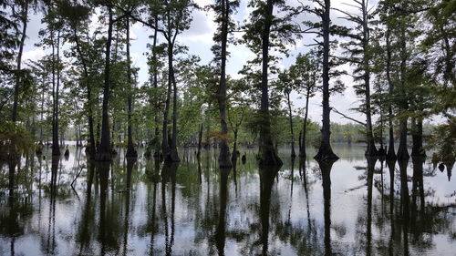Scenic view of trees by river