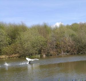 Birds perching on tree by lake against sky